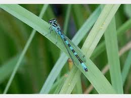Attēlu rezultāti vaicājumam “Coenagrion hastulatum”