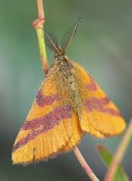 Attēlu rezultāti vaicājumam “Lythria cruentaria”