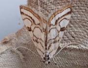 Attēlu rezultāti vaicājumam “Nymphula nitidulata”