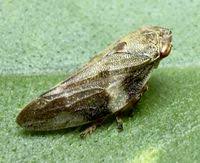 Attēlu rezultāti vaicājumam “Aphrophora alni”