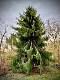 Attēlu rezultāti vaicājumam “Picea”