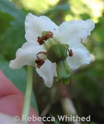 Attēlu rezultāti vaicājumam “Moneses uniflora bud”