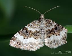 Attēlu rezultāti vaicājumam “Epirrhoe”