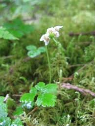 Attēlu rezultāti vaicājumam “Moneses uniflora”