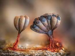 Attēlu rezultāti vaicājumam “Physarum contextum macro”