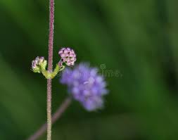 Attēlu rezultāti vaicājumam “Succisa pratensis leaf”