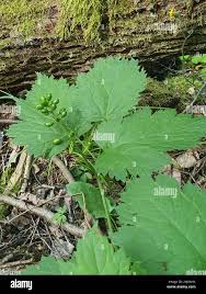 Attēlu rezultāti vaicājumam “Actaea spicata leaf”