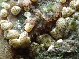 Attēlu rezultāti vaicājumam “Hypocrea gelatinosa”