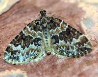 Attēlu rezultāti vaicājumam “Electrophaes corylata”