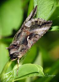 Attēlu rezultāti vaicājumam “Autographa gamma”