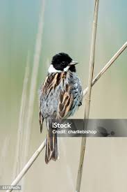 Attēlu rezultāti vaicājumam “Emberiza schoeniclus male”