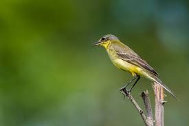 Attēlu rezultāti vaicājumam “Motacilla flava flava adult”