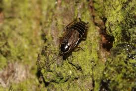 Attēlu rezultāti vaicājumam “Ectobius sylvestris”