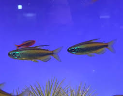 Attēlu rezultāti vaicājumam “Bilimbia tetramera”