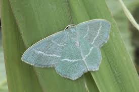 Attēlu rezultāti vaicājumam “Chlorissa viridata”