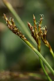 Attēlu rezultāti vaicājumam “Carex ornithopoda”