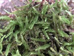 Attēlu rezultāti vaicājumam “Odontoschisma denudatum”