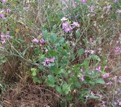 Attēlu rezultāti vaicājumam “Raphanus sativus”