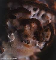 Attēlu rezultāti vaicājumam “Postia leucomallella”