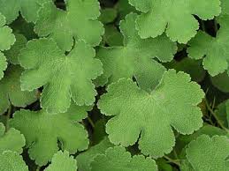 Image result for Storchschnäbel