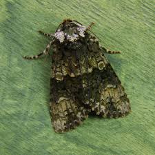 Attēlu rezultāti vaicājumam “Craniophora ligustri”