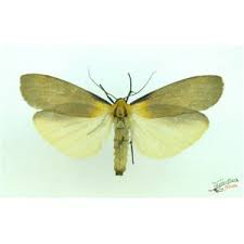 Attēlu rezultāti vaicājumam “Lithosia quadra female”