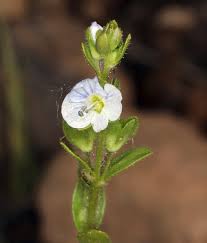 Attēlu rezultāti vaicājumam “Veronica serpyllifolia bud”