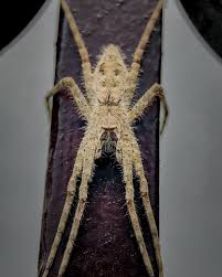 Attēlu rezultāti vaicājumam “Pisauridae”