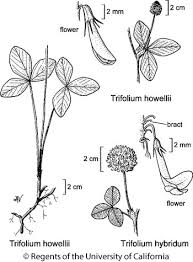 Attēlu rezultāti vaicājumam “Trifolium hybridum flower”