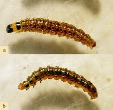 Attēlu rezultāti vaicājumam “Nomophila noctuella”
