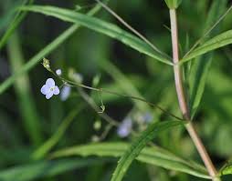 Attēlu rezultāti vaicājumam “Veronica scutellata bud”