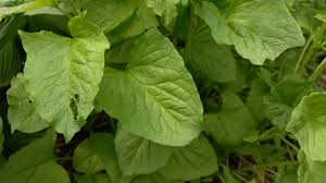 Attēlu rezultāti vaicājumam “Chenopodium bonus-henricus leaf”