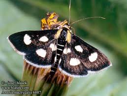 Attēlu rezultāti vaicājumam “Anania stachydalis”