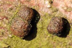 Attēlu rezultāti vaicājumam “Hypoxylon fuscum”