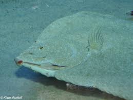 Image result for Scophthalmus maximus