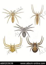 Attēlu rezultāti vaicājumam “Thomisidae”