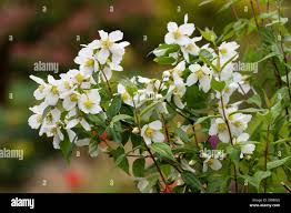 Attēlu rezultāti vaicājumam “Philadelphus lemoinei flower”