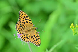 Attēlu rezultāti vaicājumam “Argynnis laodice underside”