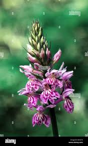 Attēlu rezultāti vaicājumam “Dactylorhiza maculata bud”