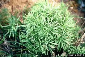 Attēlu rezultāti vaicājumam “Linaria vulgaris leaf”