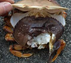 Image result for Metacarcinus magister