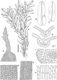 Attēlu rezultāti vaicājumam “Syntrichia”