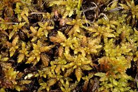 Attēlu rezultāti vaicājumam “Sphagnum platyphyllum”