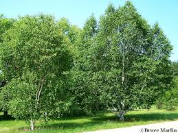 Attēlu rezultāti vaicājumam “Betula papyrifera”