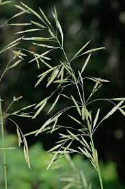 Attēlu rezultāti vaicājumam “Bromopsis inermis fruit”