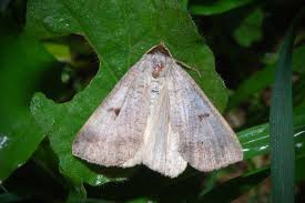 Attēlu rezultāti vaicājumam “Lygephila pastinum”