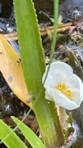 Attēlu rezultāti vaicājumam “Stratiotes aloides leaf”