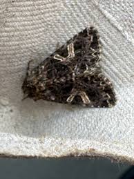 Attēlu rezultāti vaicājumam “Hadena rivularis”