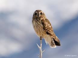 Attēlu rezultāti vaicājumam “Asio flammeus adult”