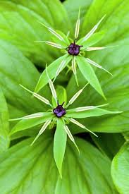 Attēlu rezultāti vaicājumam “Paris quadrifolia”